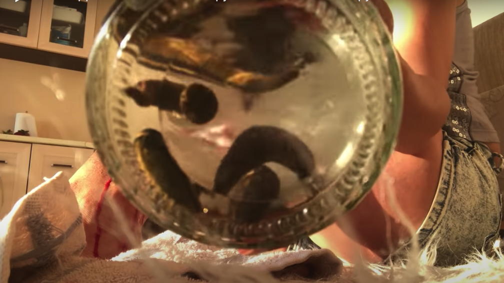 What happens after leech therapy? Tsetsi's Hirudotherapy aftermath. How to contain the bleeding?